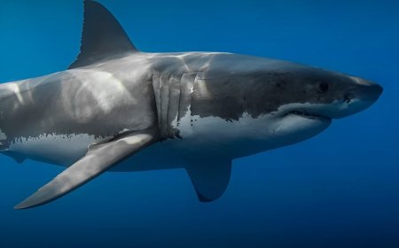 Red Sea Safety Boost: Egypt Launches Shark Tracking Program