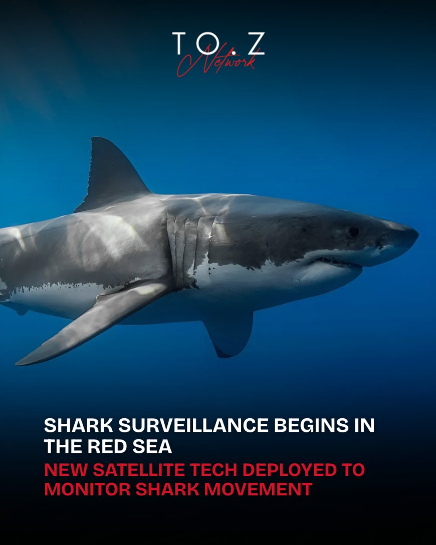 Red Sea Safety Boost: Egypt Launches Shark Tracking Program